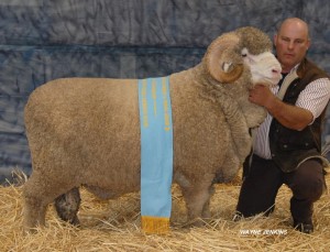 N231 - Champion Fine Medium March Shorn Ram Bendigo 2014