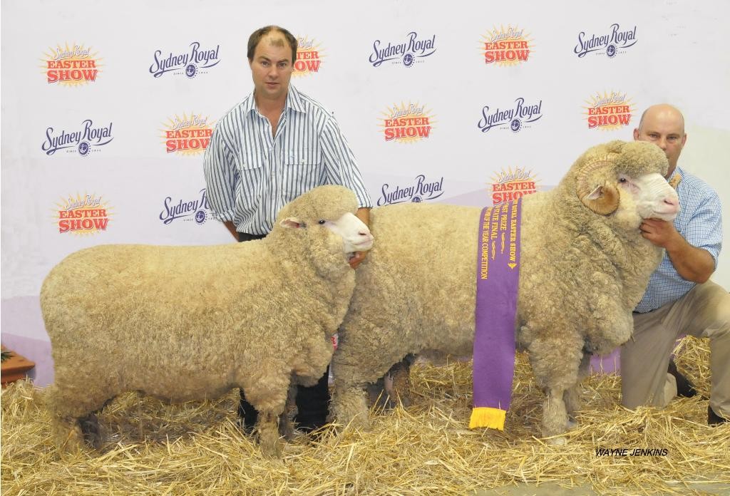 Champion Pair of Merinos Sydney Royal Easter Show 2016.