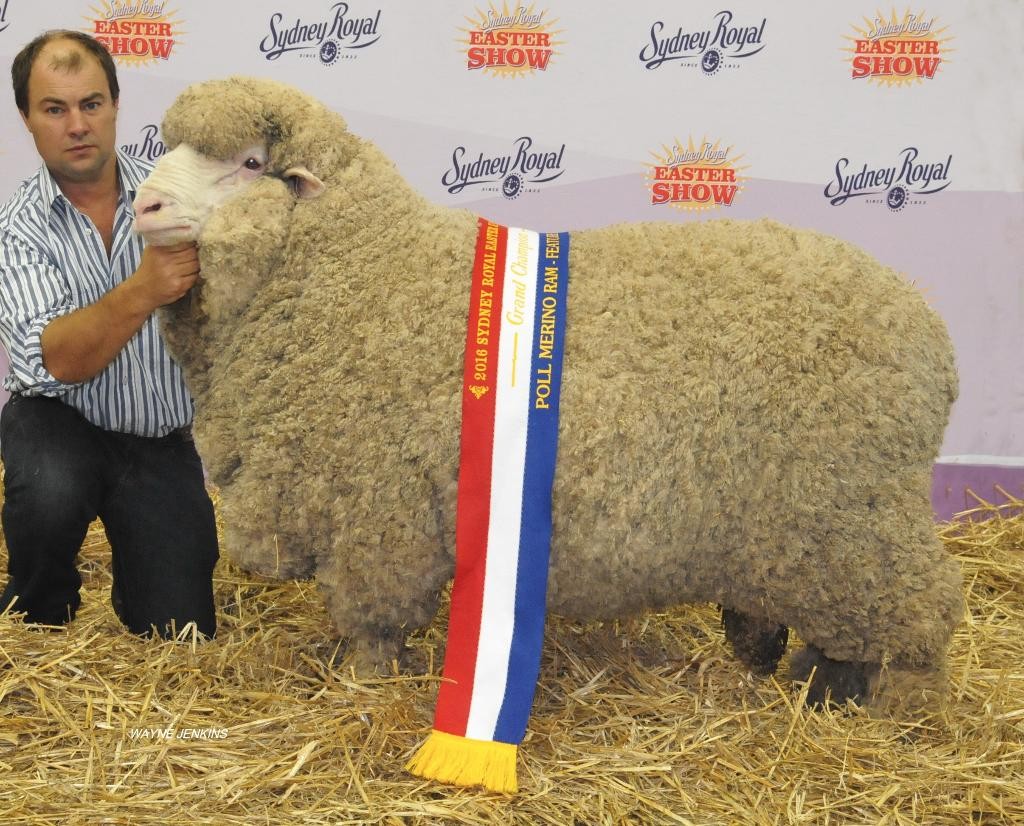 N21 -  2016 Grand Champion Poll Merino Sydney Royal Easter Show 2016