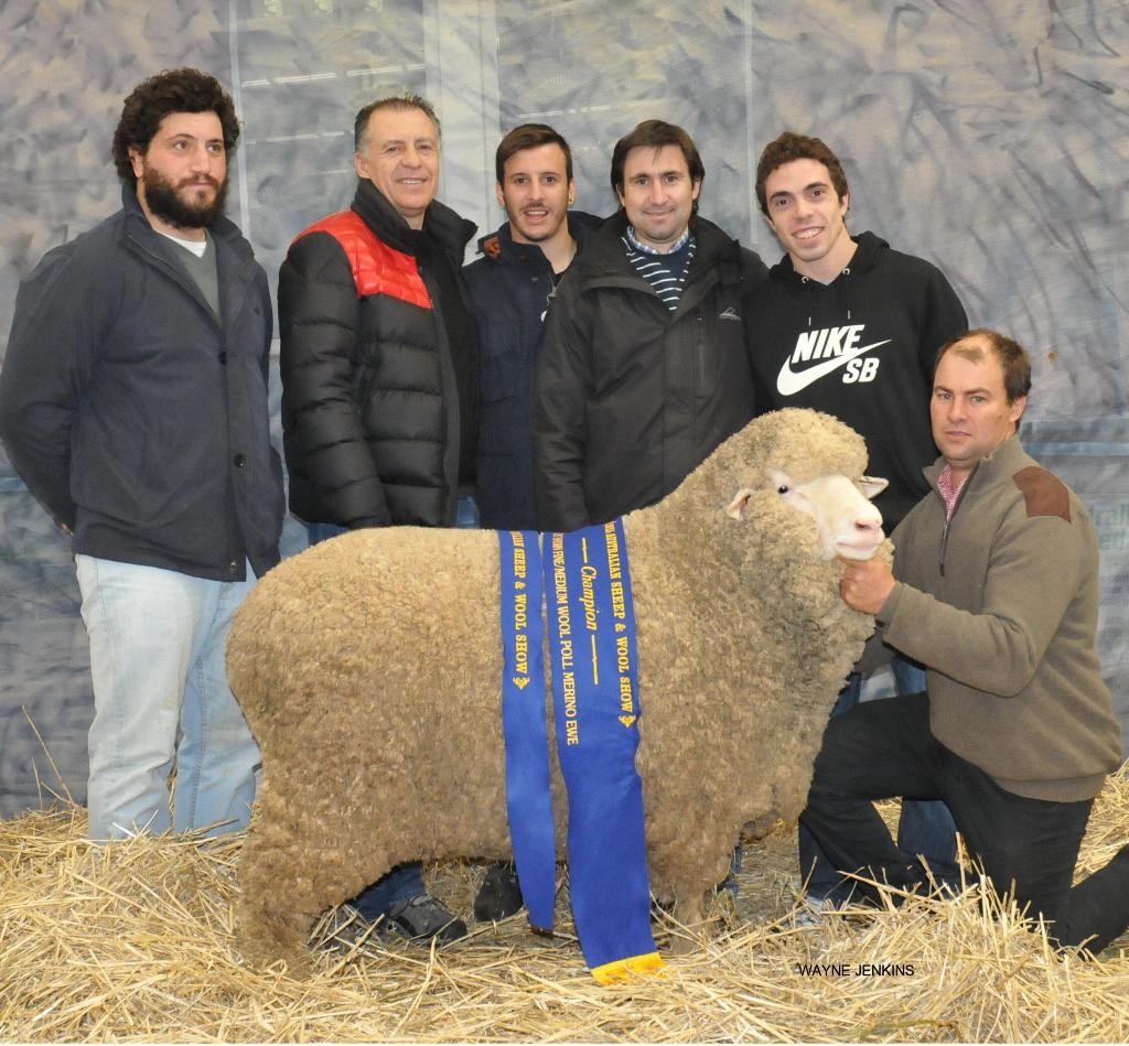 Jock holding Nerstane's Fine Medium Wool Champion Poll Ewe in front of Argentinean buyers representing the Indalo Stud. 