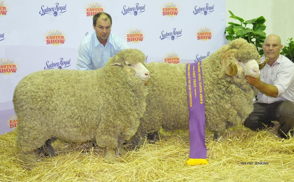 Champion Marrch shorn Pair Sydney Royal 2015