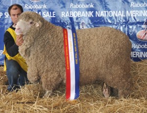 N191 after winning Champion Fine Wool Poll Ram at Dubbo