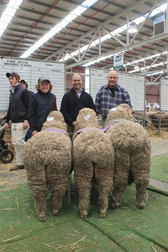 Harry Miller, Jock and Hamish holding Group of 3 Merinos, Bendigo 2016. 