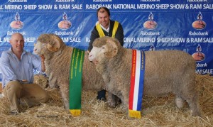 Hamish holding N194 (Reserve) and Jock holding N74 (Champion) Fine Wool March Shorn Rams2013