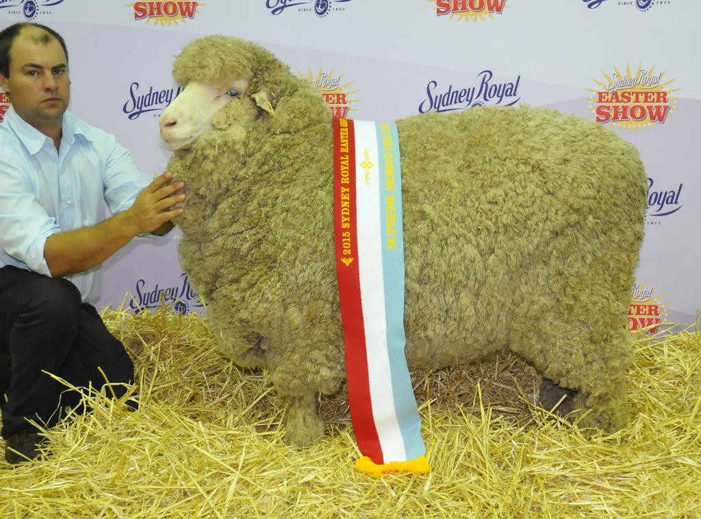 Jock holding Grand Champion Medium Wool Ewe Sydney Royal 2015 (x Langdene 75)