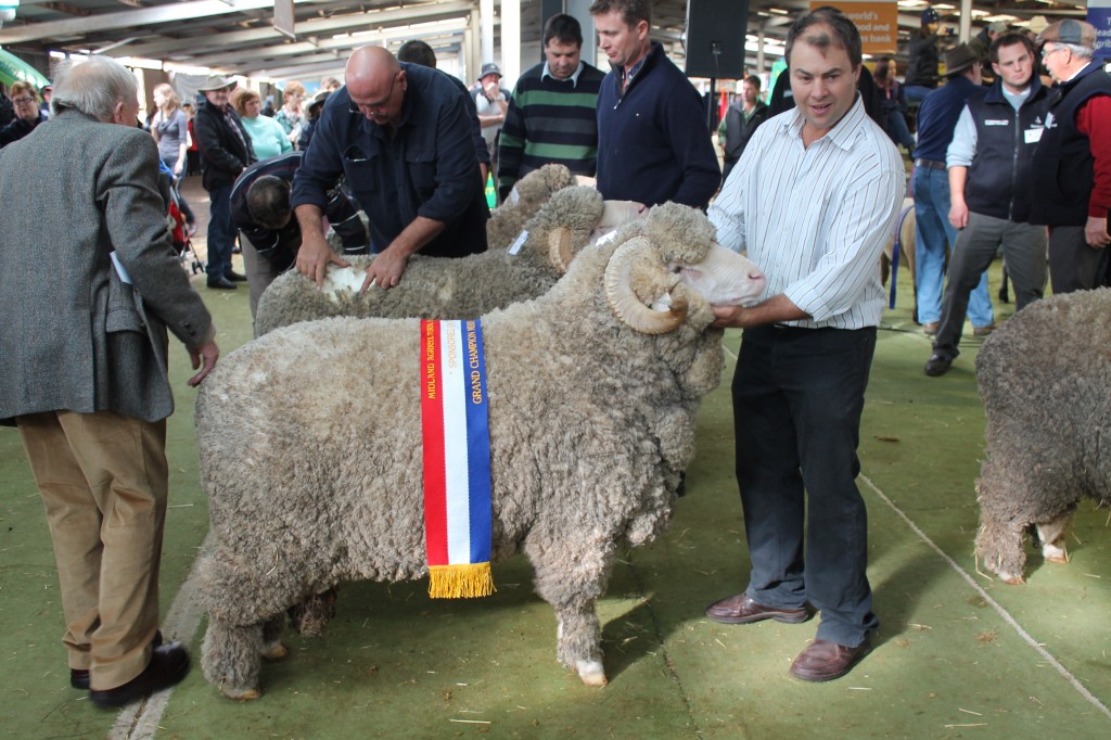 Jock holding N19 on mat winning Grand Champion Ram Campbell Town Show 2013