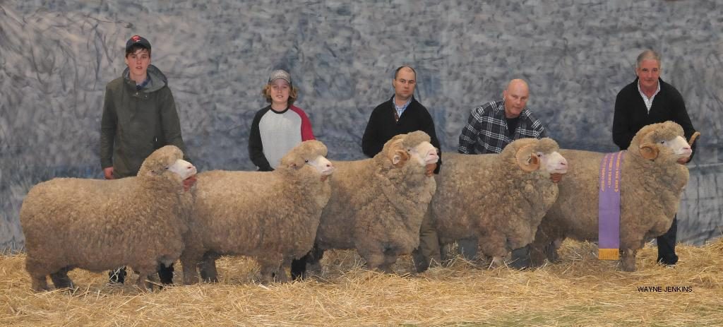 Will and Harry Miller, Jock and Hamish, and Andrew Calvert holding the winning Lionel Weatherly group of 5 merino sheep, Bendigo 2016