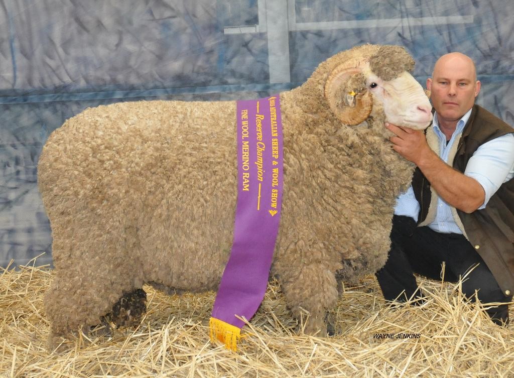 N18 Bendigo Reserve Champion Fine Wool Ram 2015