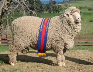 N191 Champion Fine Wool August shorn Poll  Sydney Royal 2014