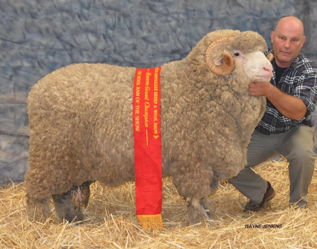 N44 - Reserve Grand Champion Fine Wool Ram Bendigo 2016