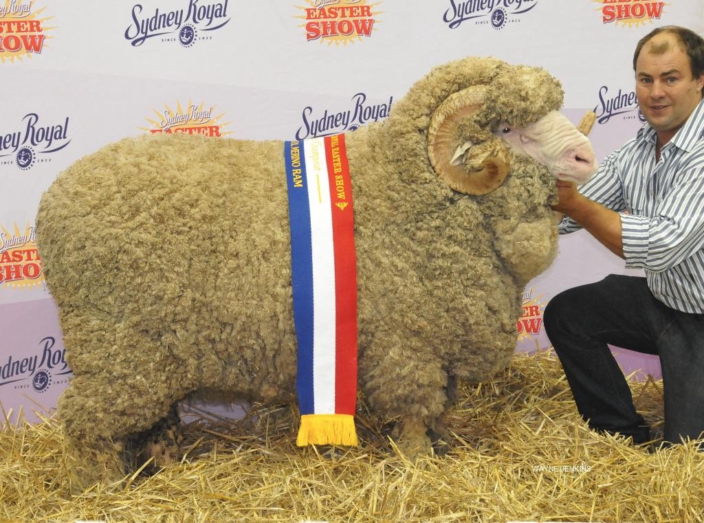 N55 - Grand Champion Fine Wool Ram Sydney Royal 2016