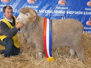 N74, Champion March Fine Wool at Bendigo and the Dubbo National. This Ram was sold at Hamilton Sheepvention for $10000 to Langdene, Grassy Creek, Kerrsville, and Glenpaen Studs