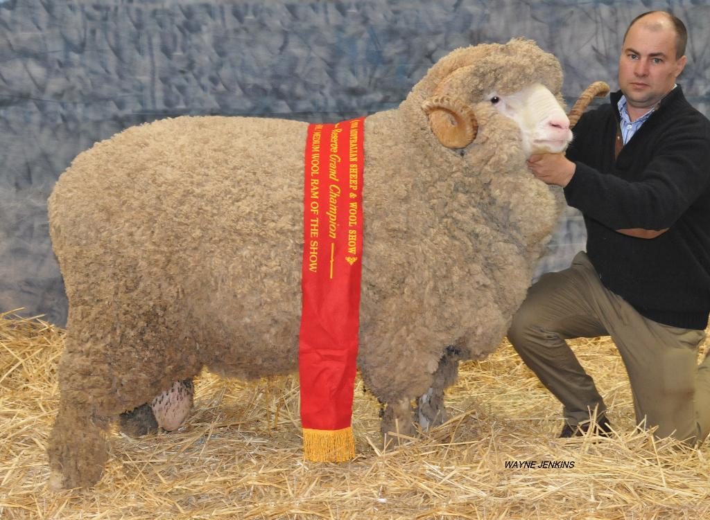N92 - Reserve Grand Champion Fine Medium Wool Ram, Bendigo 2016